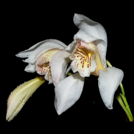 Cymbidium wenshanense