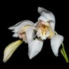 Cymbidium wenshanense