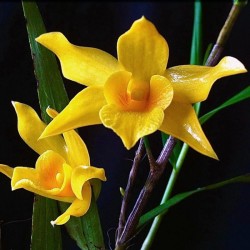 Dendrobium hancockii