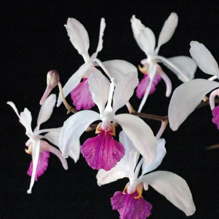 Holcoglossum kimballianum