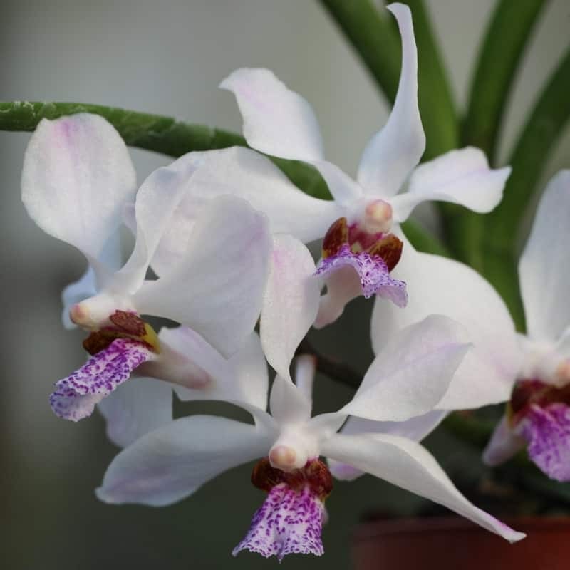 Vandoglossum (Vanda 'Bayrisch Blau' x Holcoglossum wangii)