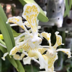 Vanda tricolor var. suavis f. alba