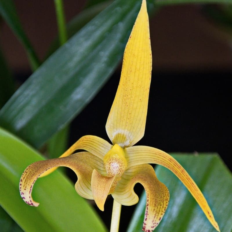 Bulbophyllum lobbii