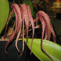 Bulbophyllum longisepalum