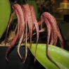 Bulbophyllum longisepalum