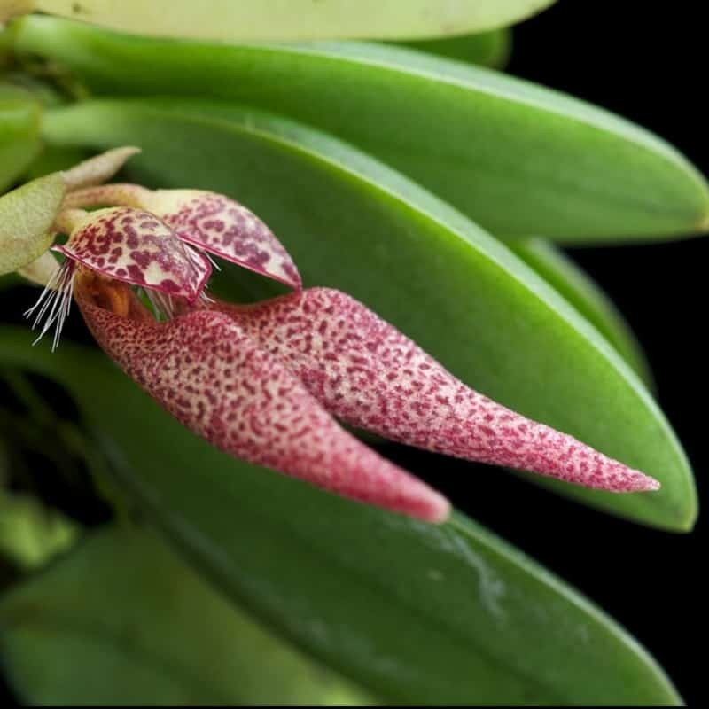 Bulbophyllum mirum