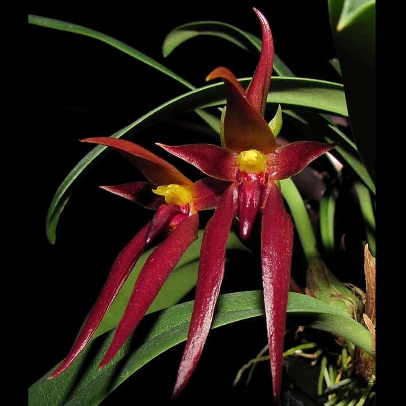 Bulbophyllum nymphopolitanum