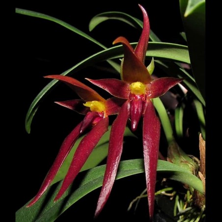 Bulbophyllum nymphopolitanum