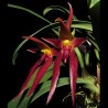Bulbophyllum nymphopolitanum