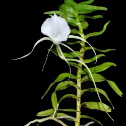 Angraecum germinyanum