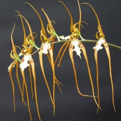 Brassia maculata