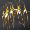 Brassia maculata