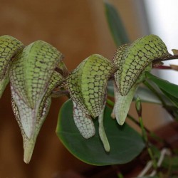 Bulbophyllum Hsinying Grand-arfa (BULB026)
