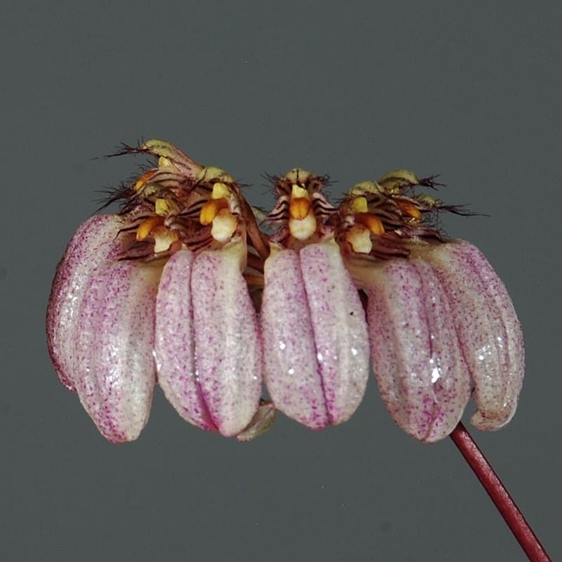 Bulbophyllum roxburghii