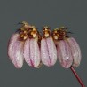 Bulbophyllum roxburghii