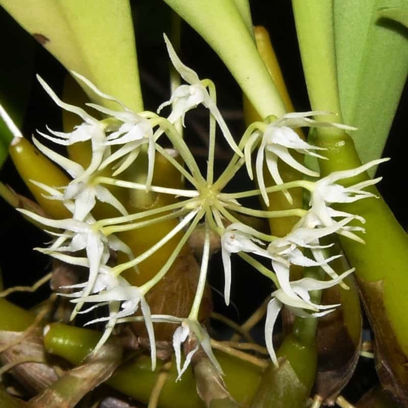 Bulbophyllum laxiflorum
