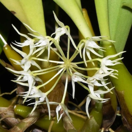 Bulbophyllum laxiflorum