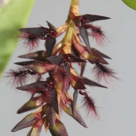 Bulbophyllum saltatorium