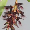 Bulbophyllum saltatorium