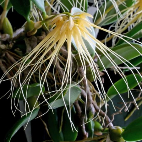 Bulbophyllum vaginatum