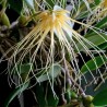 Bulbophyllum vaginatum