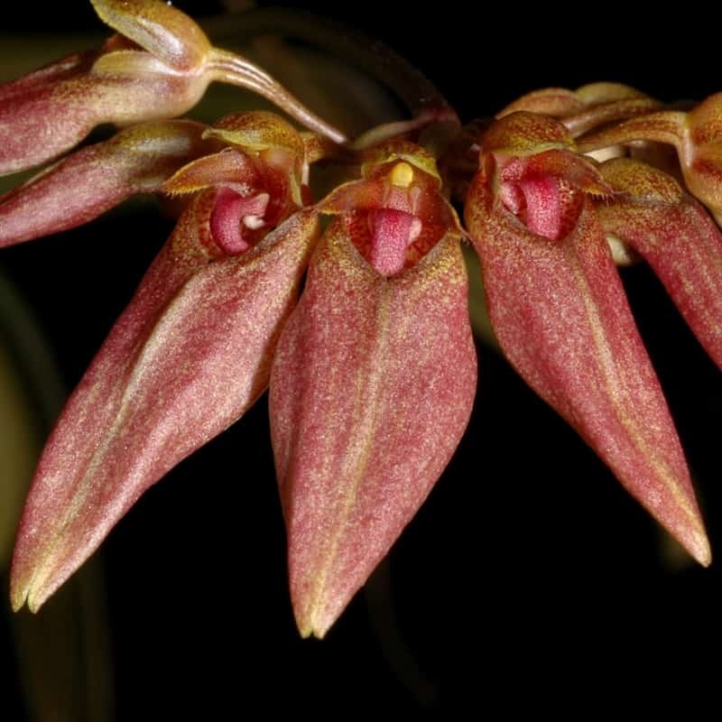 Bulbophyllum weberi