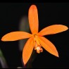 Cattleya angereri