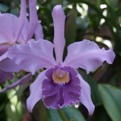 Cattleya Canhamiana