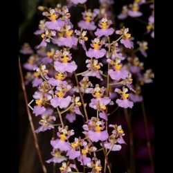 Tolumnia scandens