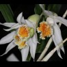 Thunia alba var. alba