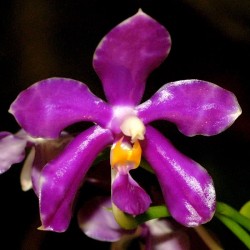 Phalaenopsis pulchra (PHAL046)
