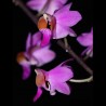 Phalaenopsis pulcherrima (DOR008)
