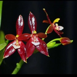 Phalaenopsis cornu-cervi f....