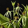 Prosthechea cochleata