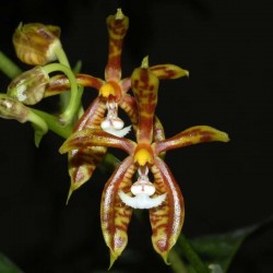 Phalaenopsis mannii