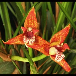 Maxillaria tenuifolia