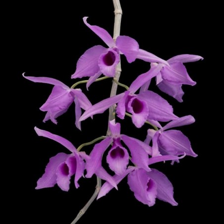 Dendrobium anosmum