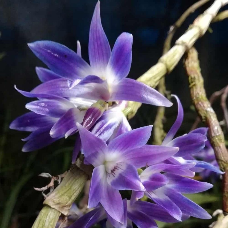 Dendrobium victoriae-reginae