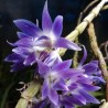 Dendrobium victoriae-reginae