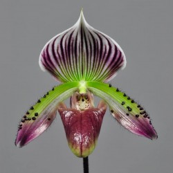 Paphiopedilum Ma Folie