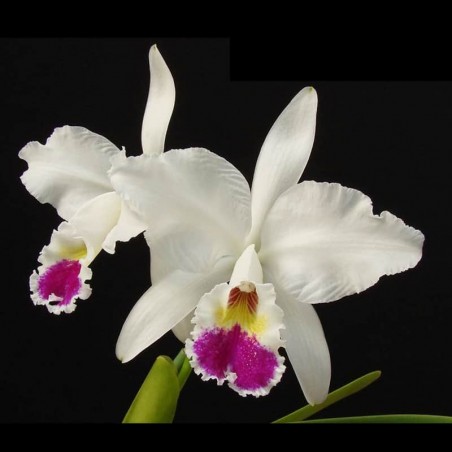 Cattleya labiata var. semi-alba