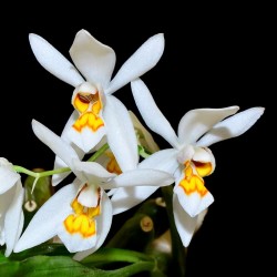 Coelogyne nitida