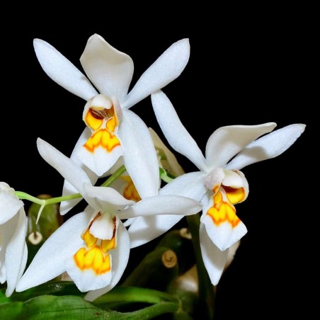 Coelogyne nitida