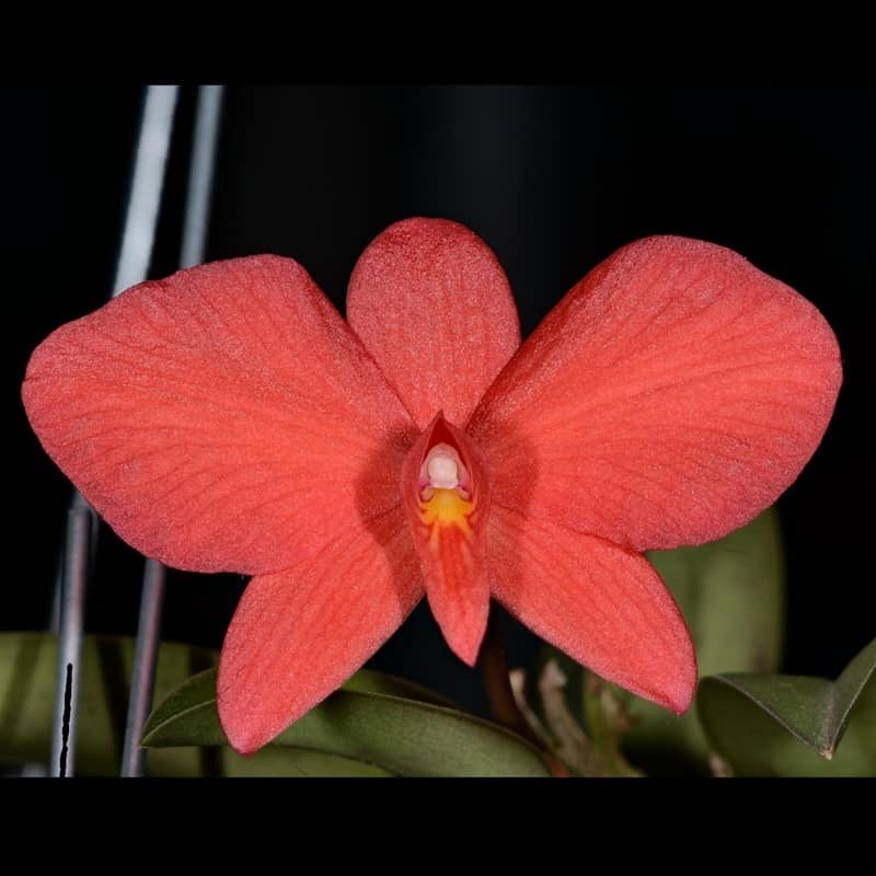 Cattleya brevipedunculata