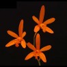 Cattleya colnagoi