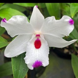 Dendrobium annae