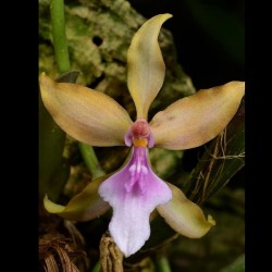 Cyrtochilum umbrosum