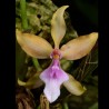 Cyrtochilum umbrosum