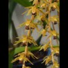 Coelogyne oxyloba