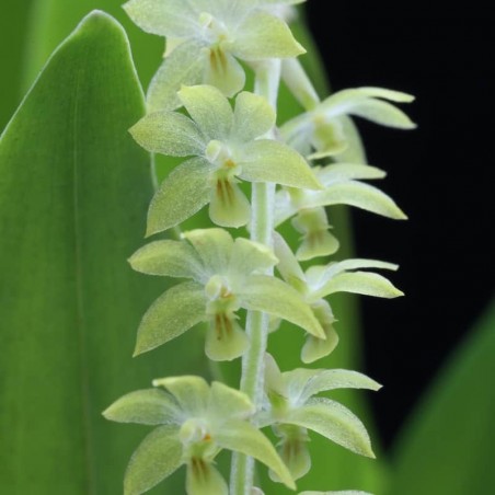 Dendrochilum uncatum